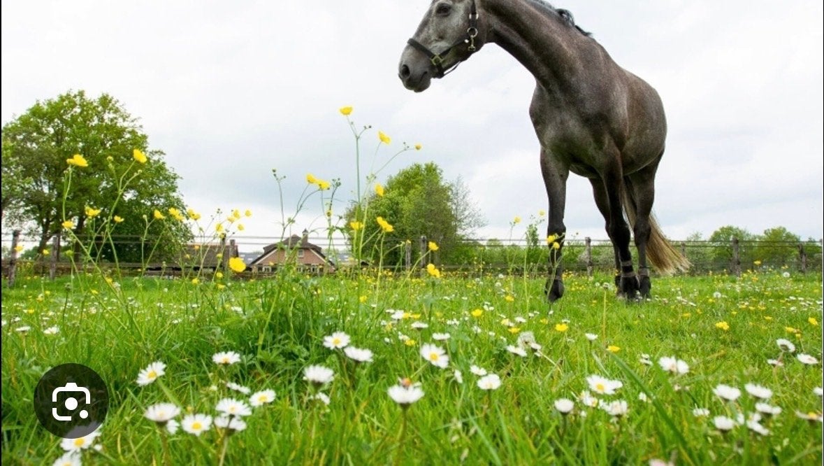 Weide gezocht!!, Weidegang, 4 paarden of pony's of meer