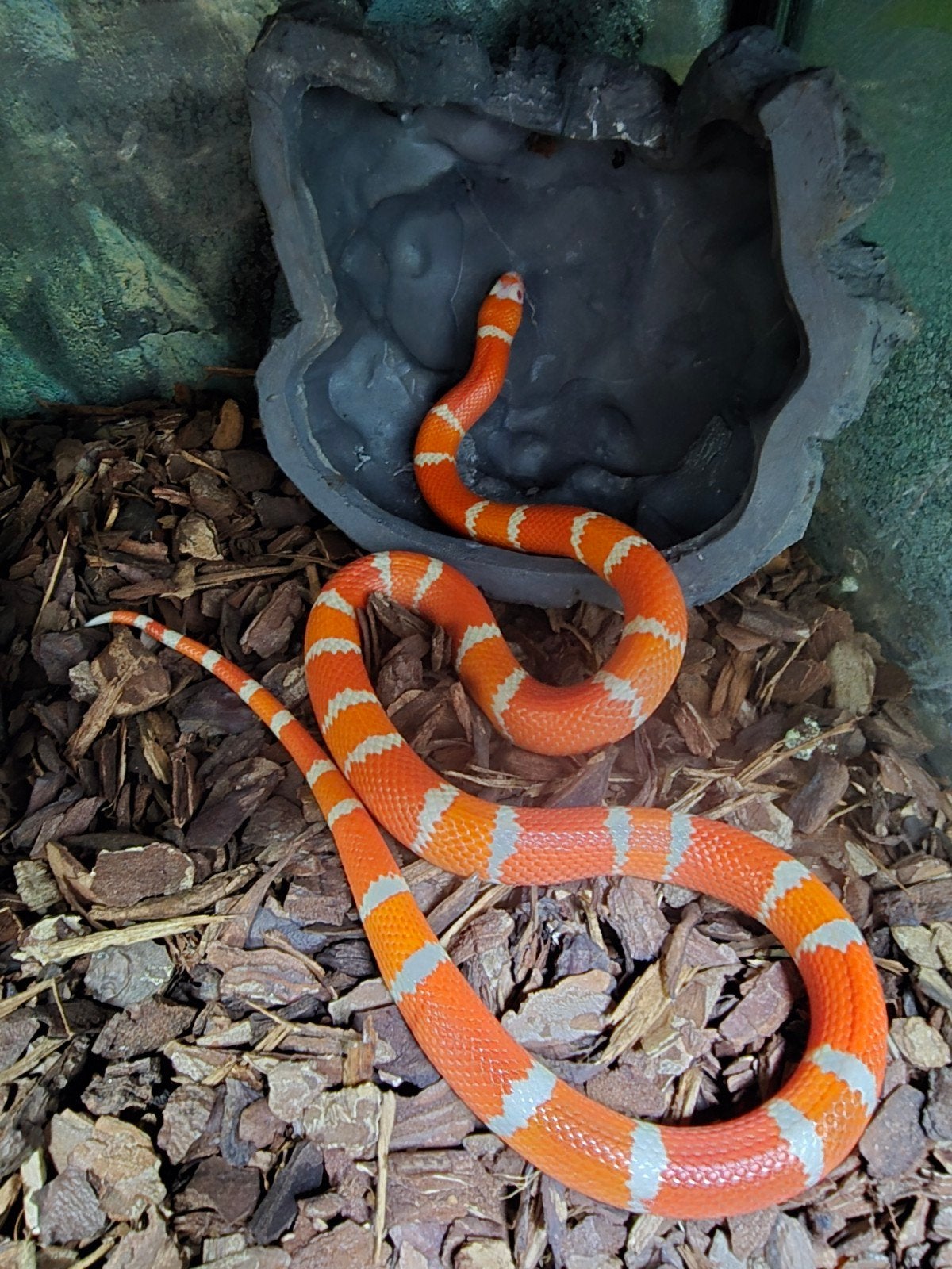 Lampropeltis triangulum hondurensis (Hondurese Melkslang), Hagedis, 0 tot 2 jaar
