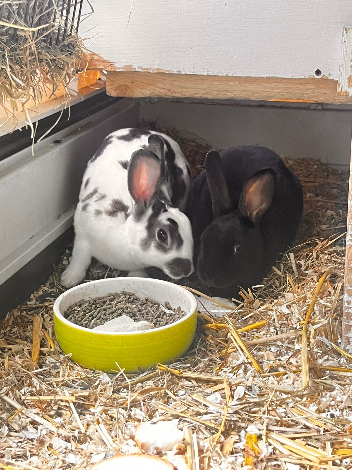 Leuk koppeltje konijnen, Dieren en Toebehoren, Konijnen, Mannelijk, Middelgroot, 0 tot 2 jaar
