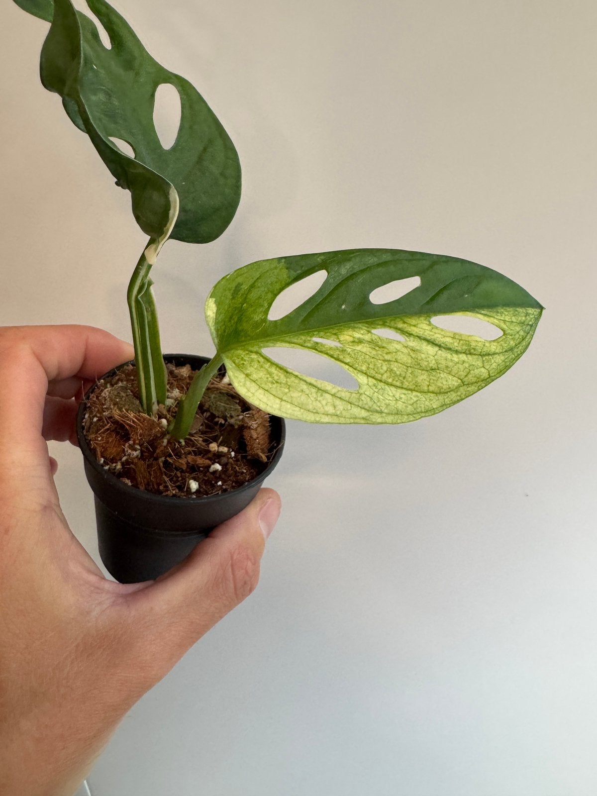 Monstera adansonii Variegata, Ophalen of Verzenden, Halfschaduw, Minder dan 100 cm