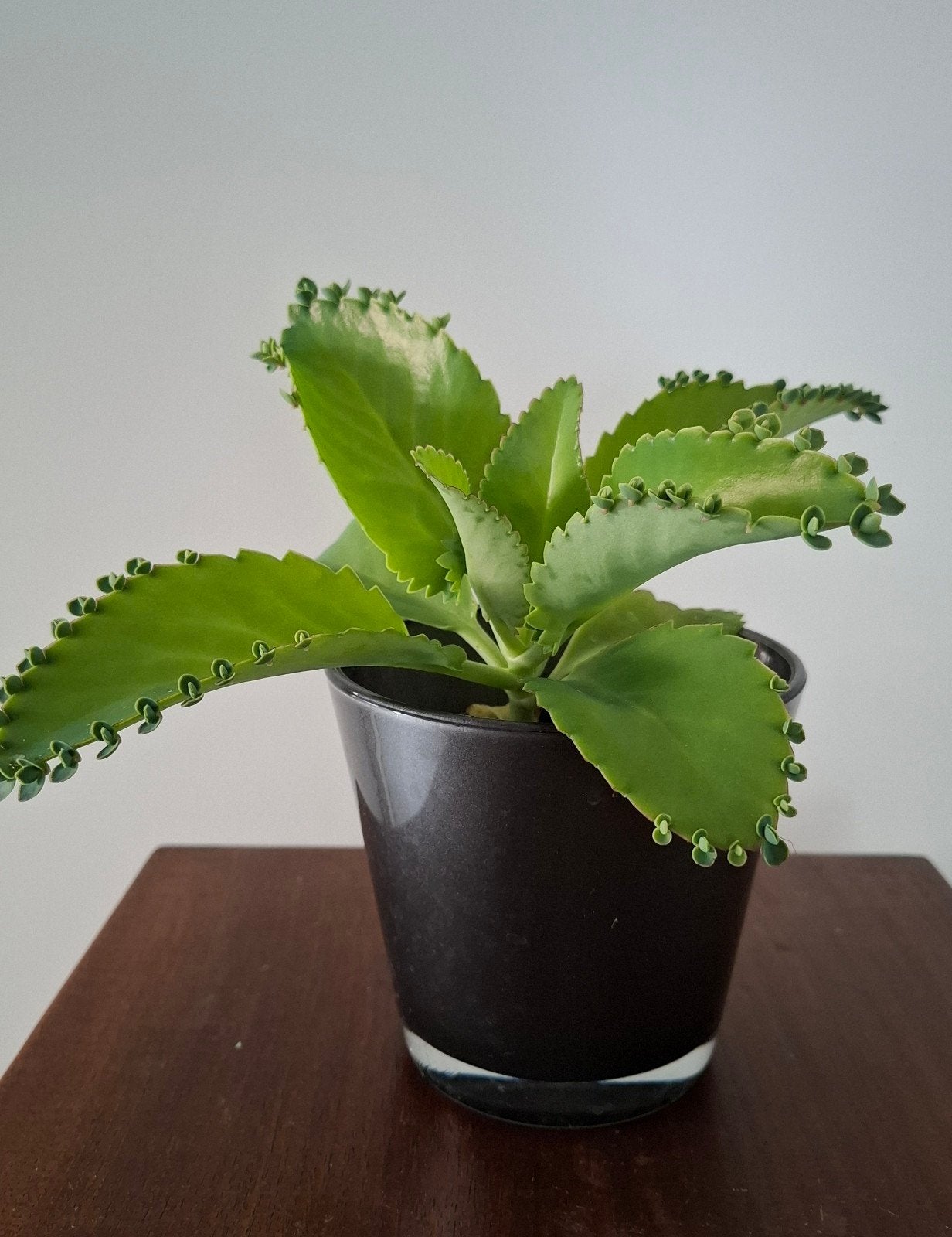 Kalanchoe Daigremontiana / Mother-of-Thousands, Huis en Inrichting, Groene kamerplant, Ophalen, Halfschaduw, Minder dan 100 cm