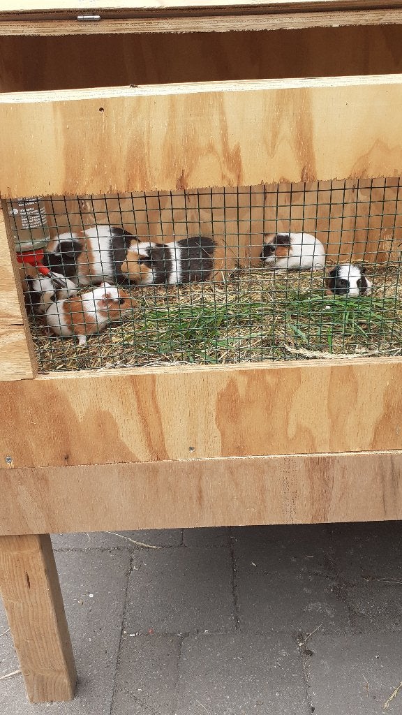 gratis, Dieren en Toebehoren, Knaagdieren, Juni, Geslacht onbekend, Cavia