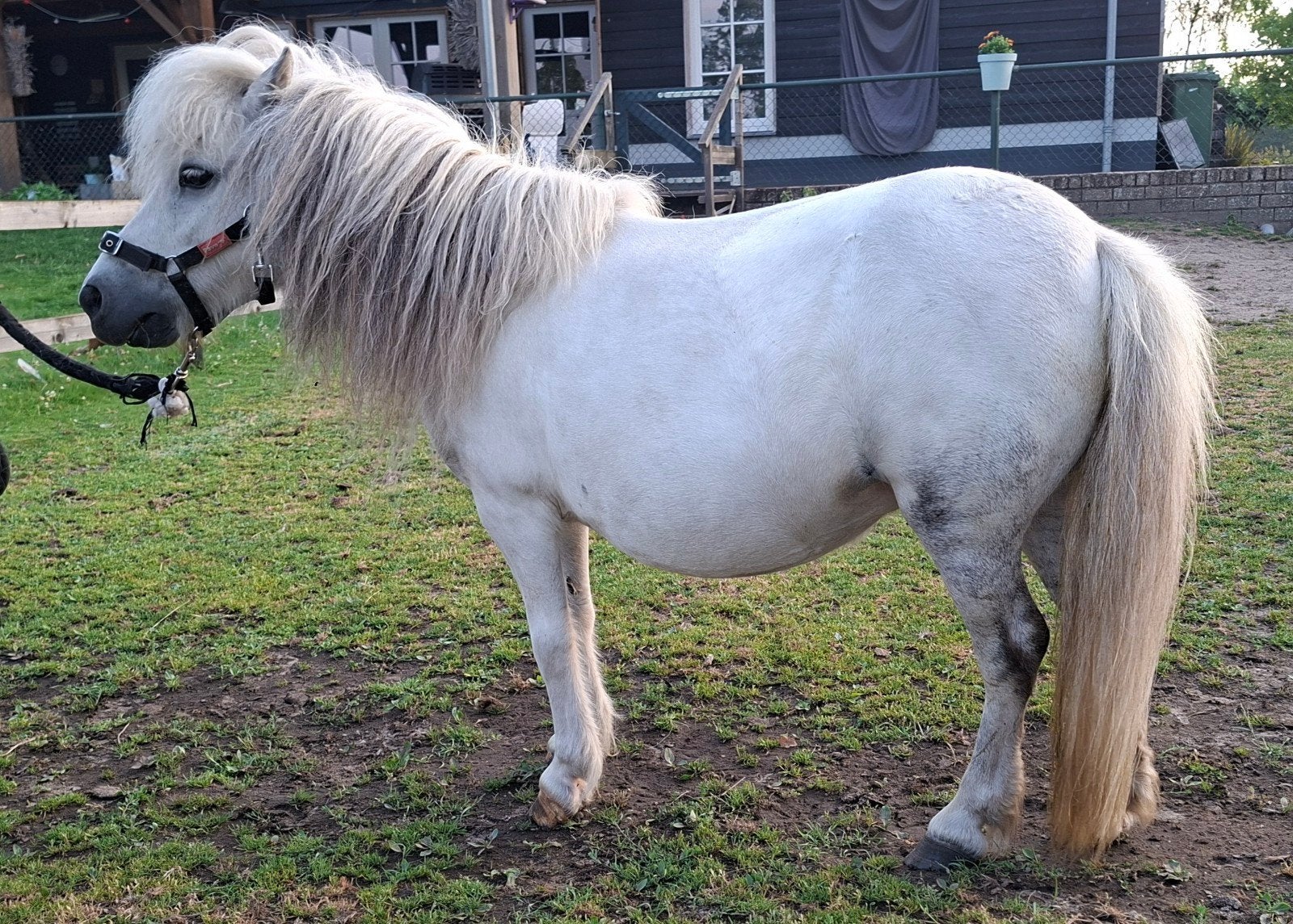 Mini shetland pony met veulen, Dieren en Toebehoren, Pony's, Merrie, A pony (tot 1.17m), Gechipt, 0 tot 2 jaar