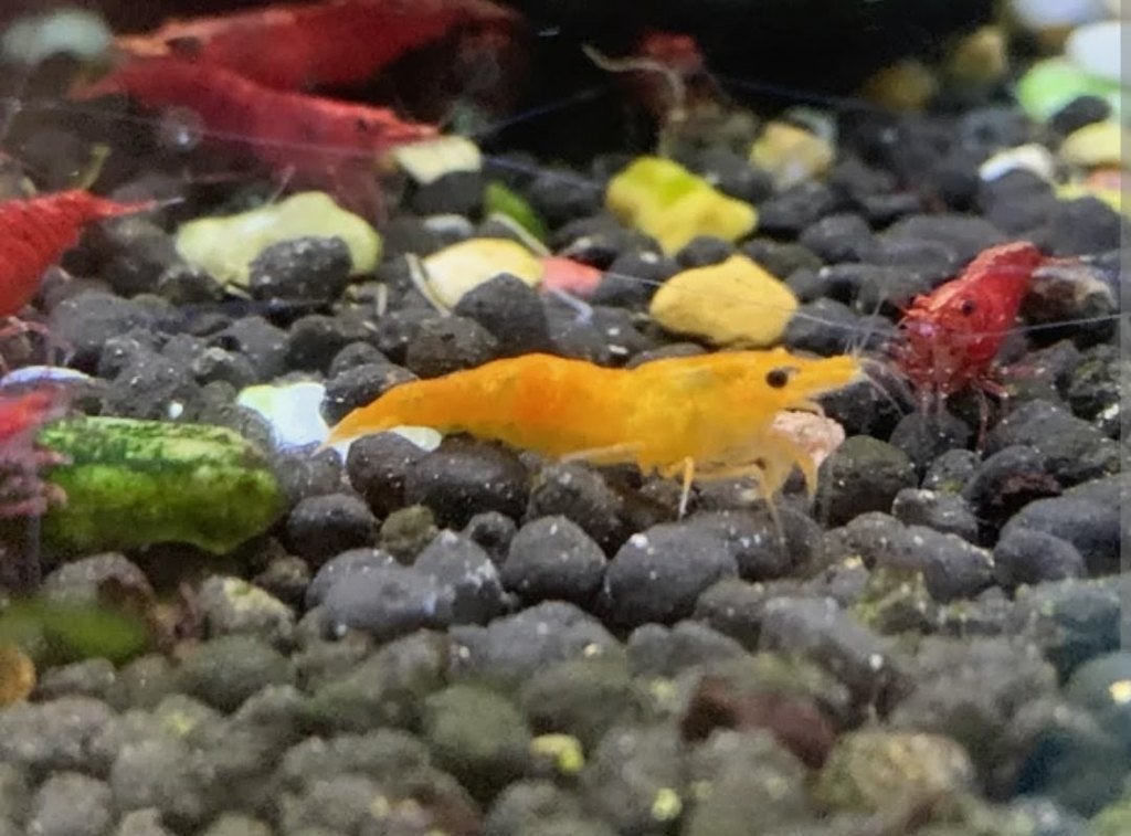 Garnaal-Garnalen Rode/Oranje/Gele  #Shrimp, Kreeft, Krab of Garnaal, Zoetwatervis