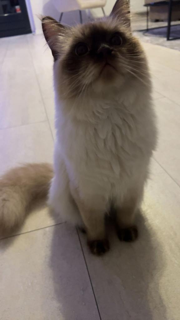 11 maand oude ragdoll kater, Dieren en Toebehoren, Katten en Kittens | Raskatten | Langhaar, Kater, Ingeënt