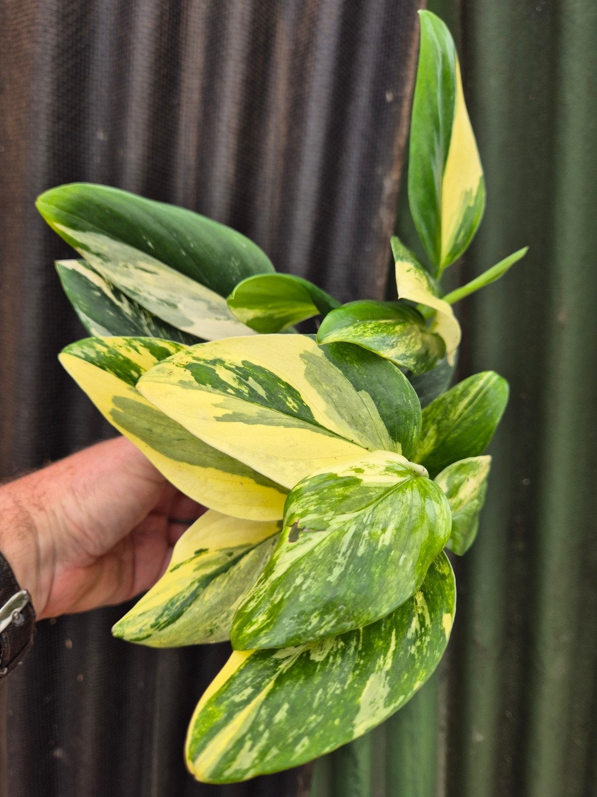 Monstera Standleyana Variegata p12 (D), Huis en Inrichting, Kamerplanten, Ophalen of Verzenden, Halfschaduw, Minder dan 100 cm