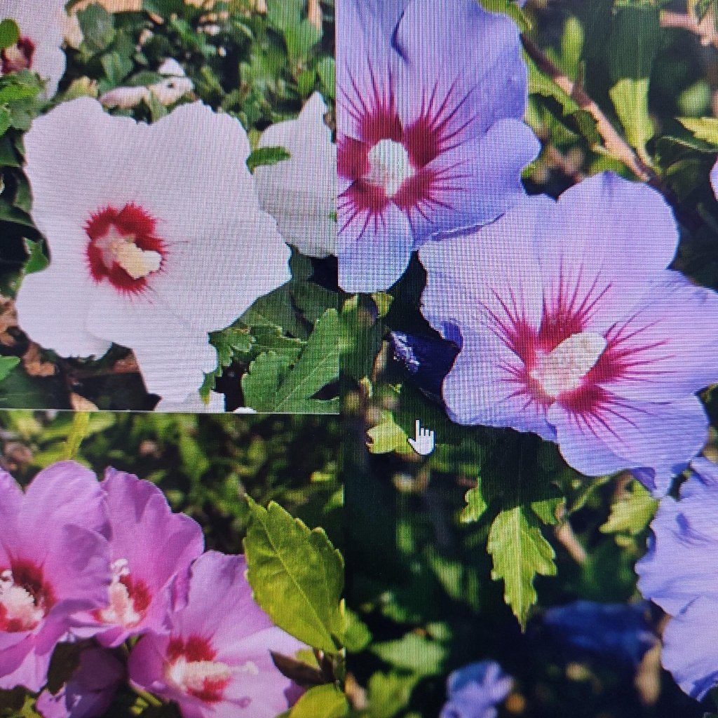 Hibiscus struiken/planten, Overige soorten, Volle zon, Vaste plant, Ophalen of Verzenden
