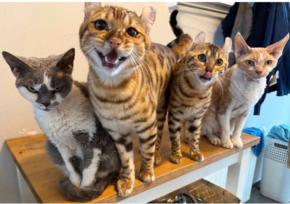 GEZOCHT devon rex of oosterse korthaar meisje, 0 tot 2 jaar