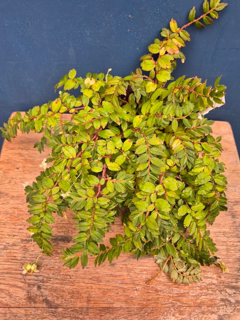 Begonia Formosa miniata p8, Ophalen of Verzenden, Halfschaduw, Minder dan 100 cm