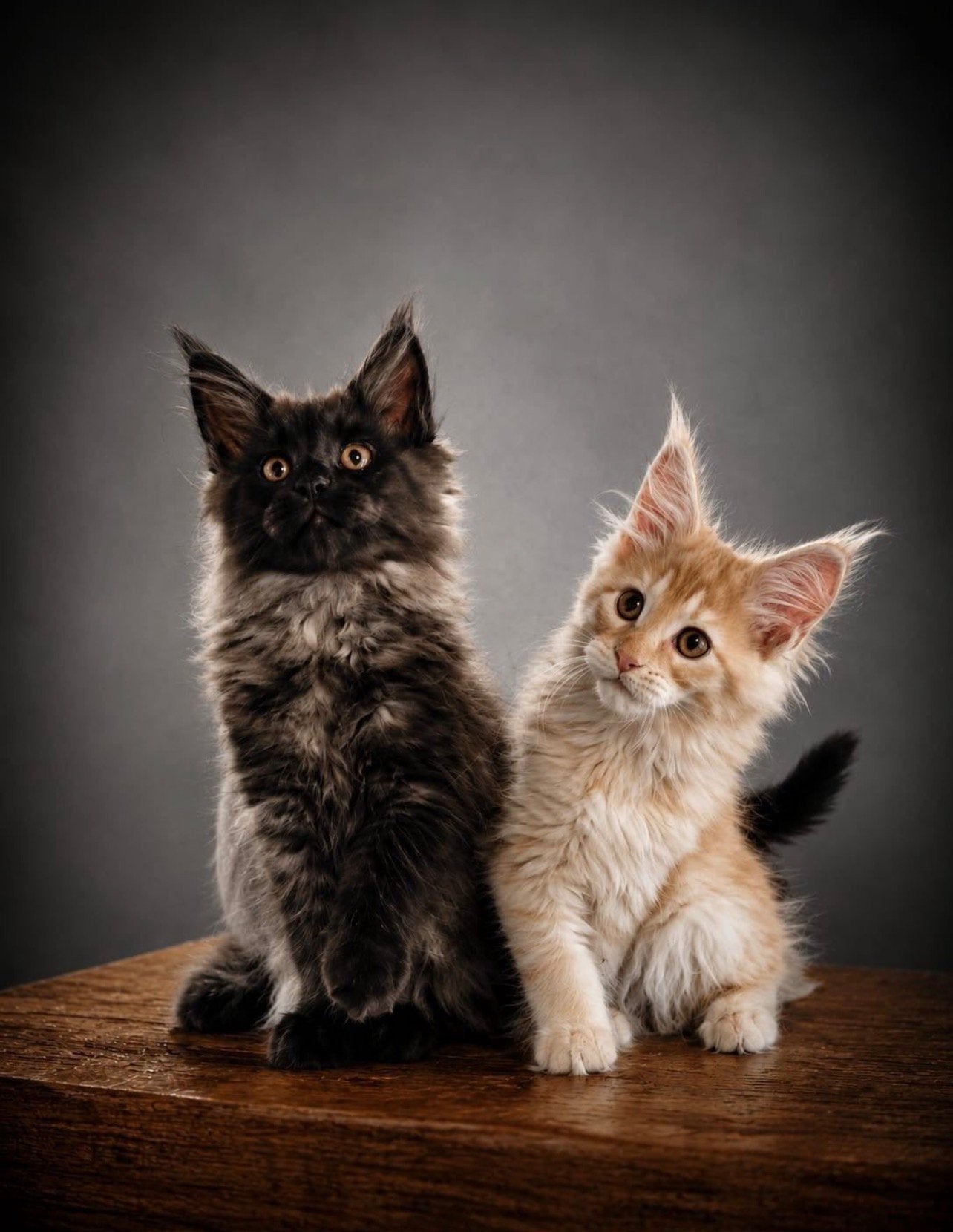 Maine coon, Dieren en Toebehoren, Katten en Kittens | Overige Katten, Meerdere dieren, Langharig, 0 tot 2 jaar