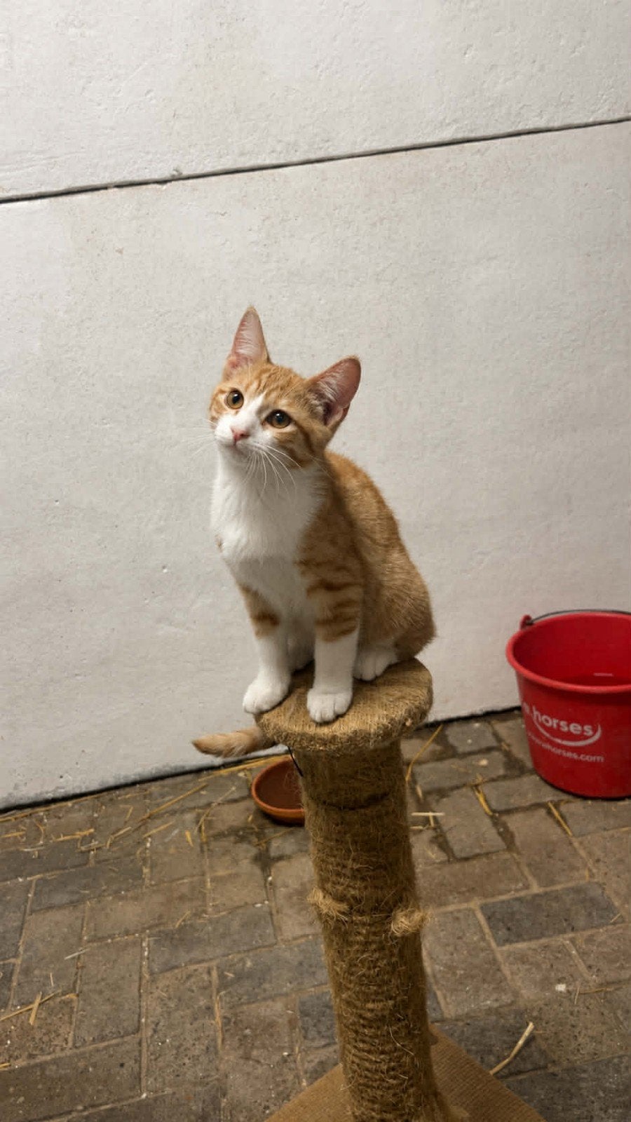 Rode kater 🐈, Kater, Kortharig, 0 tot 2 jaar