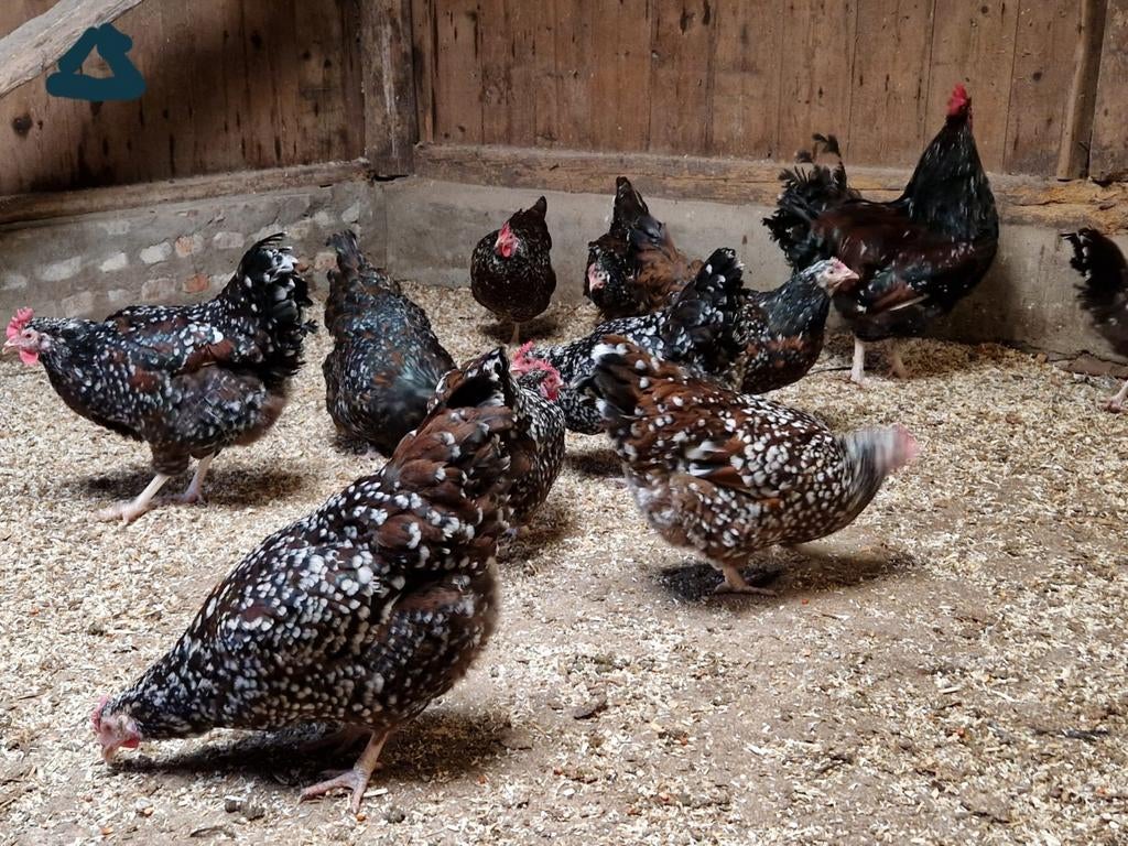 Broedeieren Orpington rood porselein., Dieren en Toebehoren, Pluimvee, Geslacht onbekend, Kip
