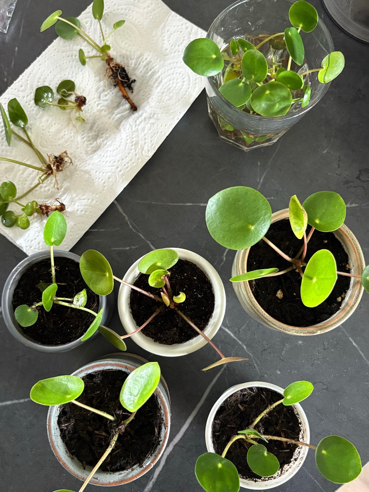 Pannenkoekenplant stekjes (Pilea Peperomioides), Ophalen, Overige soorten, Halfschaduw, Minder dan 100 cm
