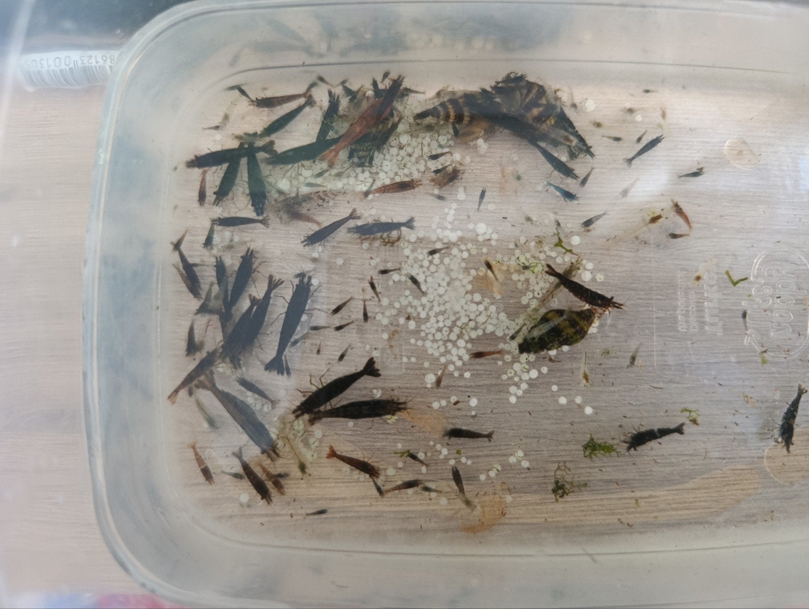 zwarte jonge garnalen, Dieren en Toebehoren, Kreeft, Krab of Garnaal