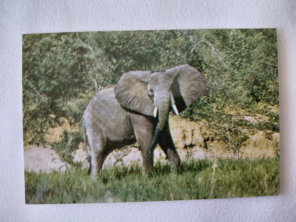 Afrikaanse Olifant, ongelopen, glans kaart, Verzenden, 1960 tot 1980, Ongelopen, Wild dier