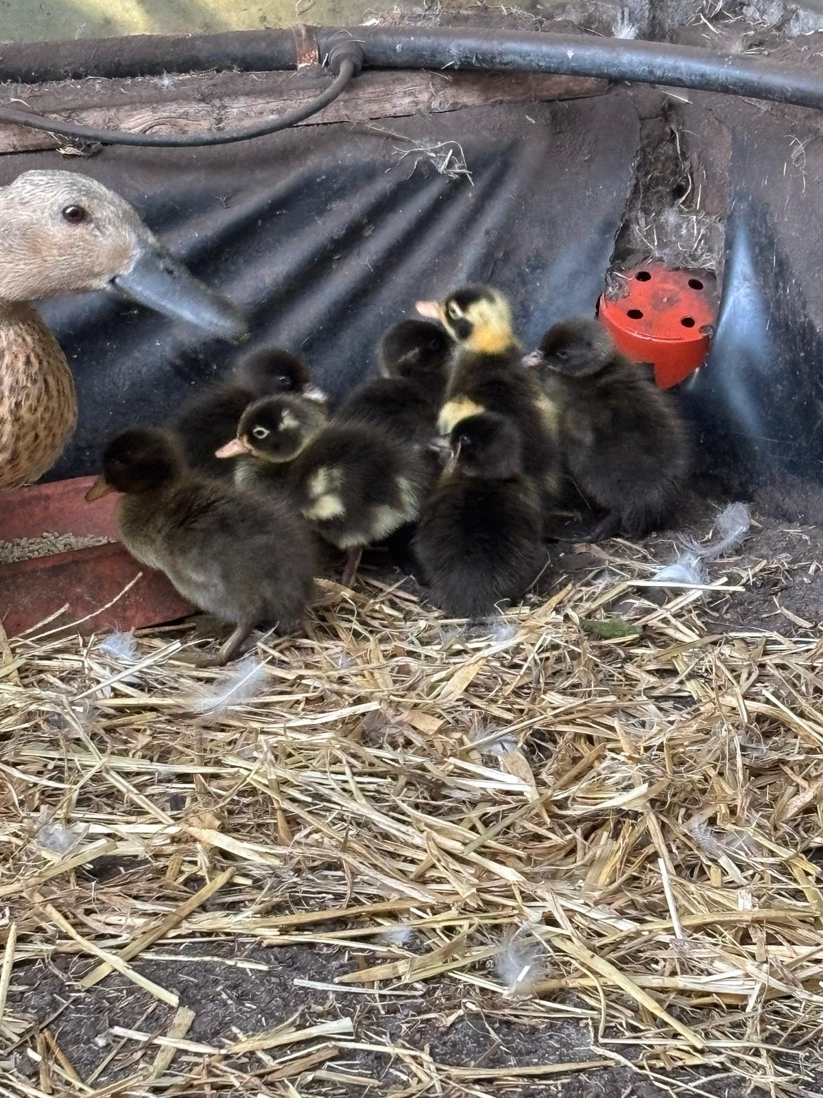 Pulletjes, Dieren en Toebehoren, Pluimvee, Meerdere dieren, Eend