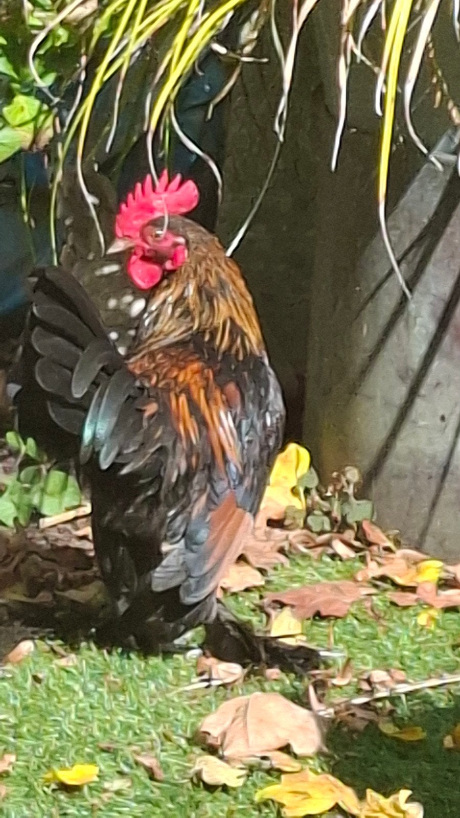 Sabelpoot kriel haan, Mannelijk