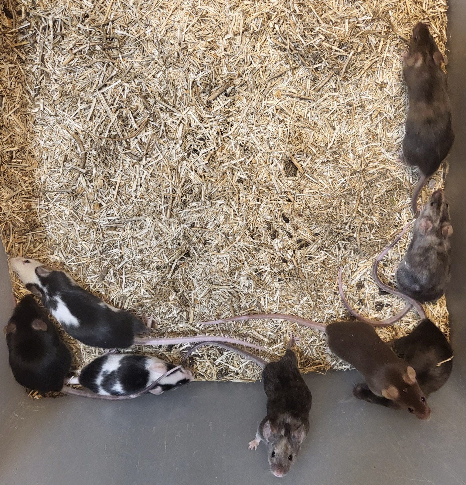 kleurmuizen, Muis, Mannelijk, Mei, Tam