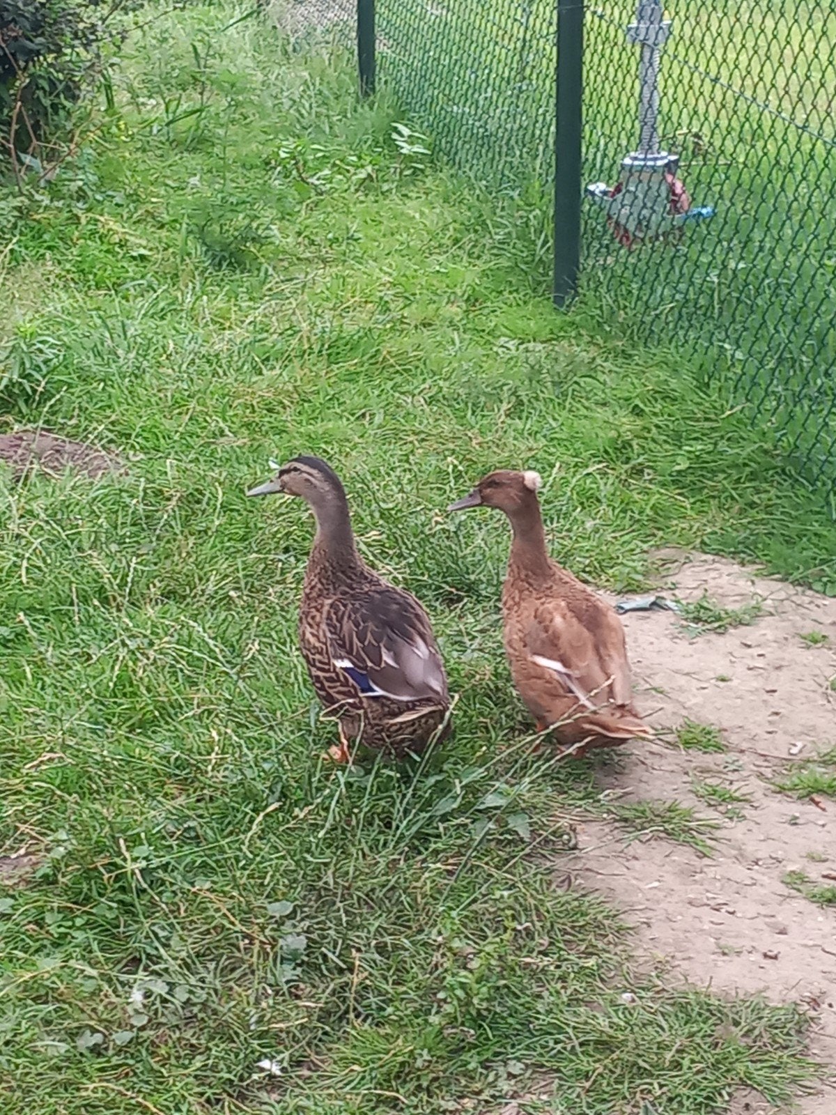 2 bruine eenden, Meerdere dieren, Eend