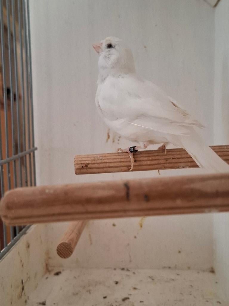 Te Koop Wit Pop 2025, Dieren en Toebehoren, Vogels | Kanaries, Vrouwelijk, Kleurkanarie