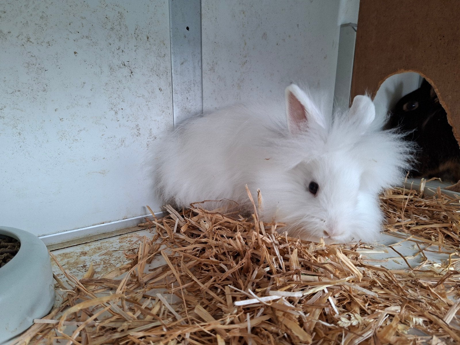 nog 1 mooi baby konijntje, Dieren en Toebehoren, Meerdere dieren, Dwerg, 0 tot 2 jaar