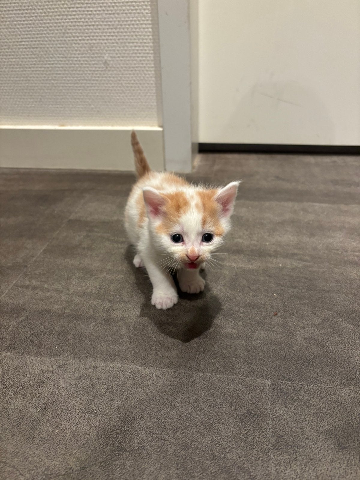 Lieve kittens, Meerdere dieren, 0 tot 2 jaar