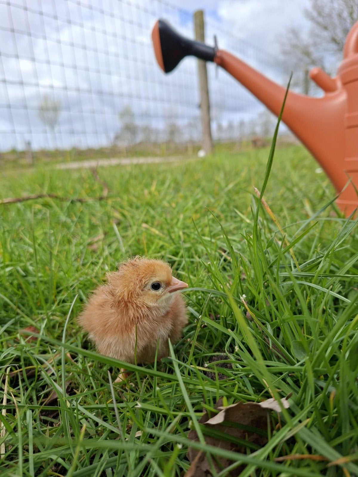 30 Rhode Island red kuikens (13-06-2026), Dieren en Toebehoren, Pluimvee, Kip