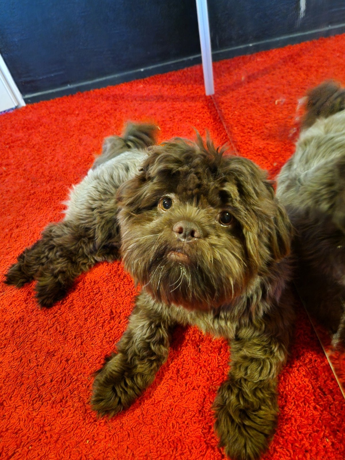 hele lieve shih- tzu x boomer pup 9 maanden, 15 weken tot 1 jaar, Eén hond, Nederland, Particulier