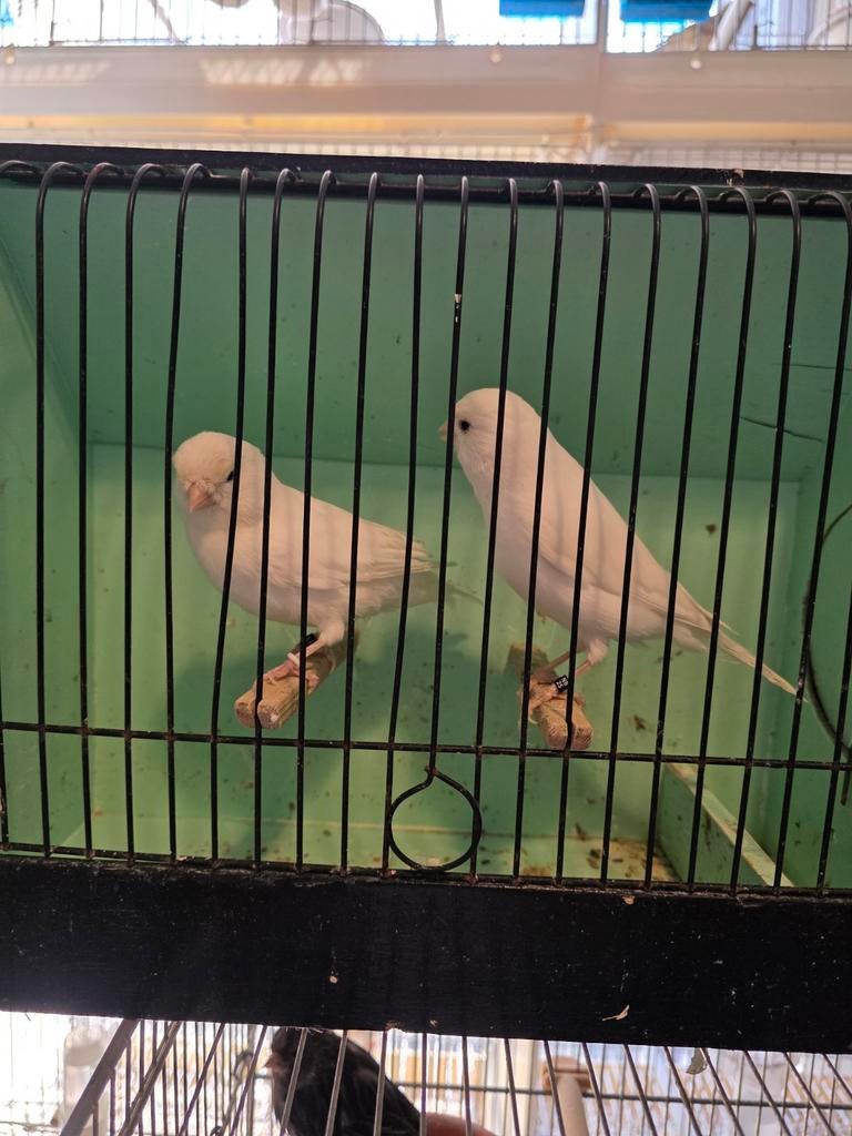 Kanarie kleuren te koop, Dieren en Toebehoren, Vogels | Kanaries, Meerdere dieren, Kleurkanarie