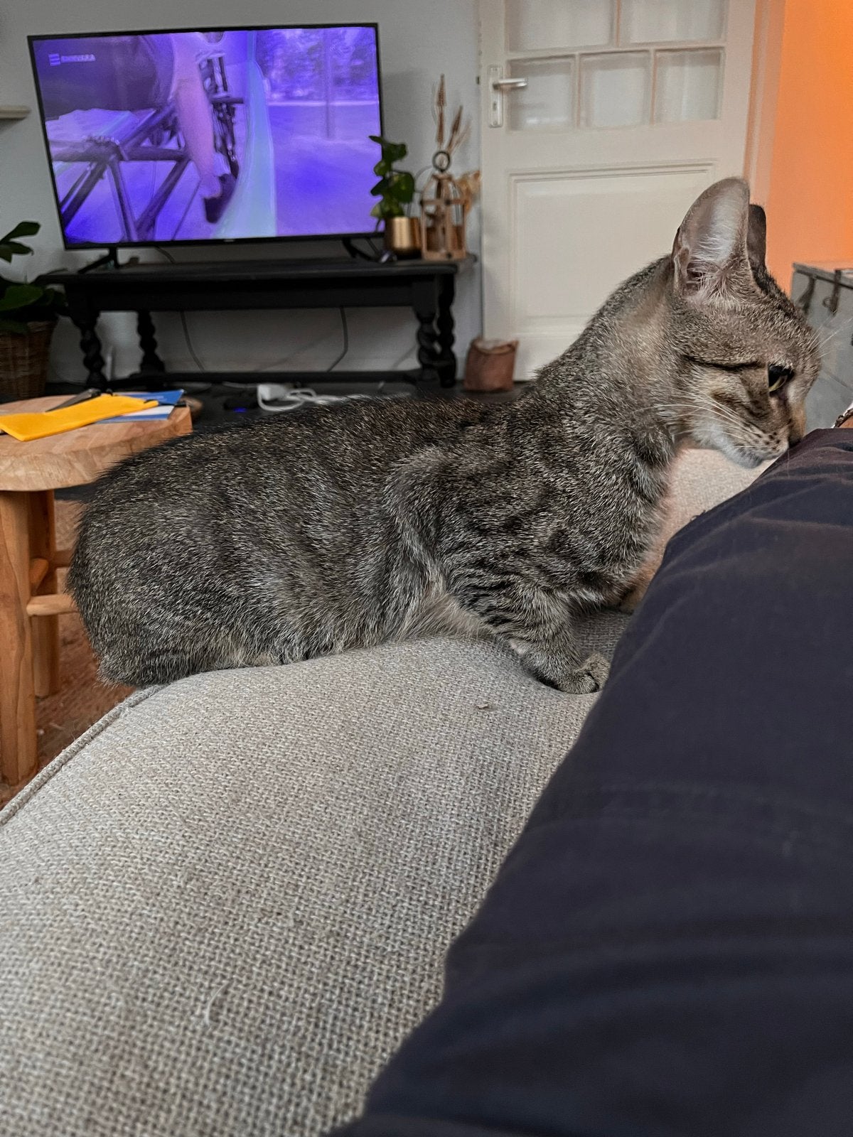 Super lieve kat, Kater, Ontwormd, 0 tot 2 jaar