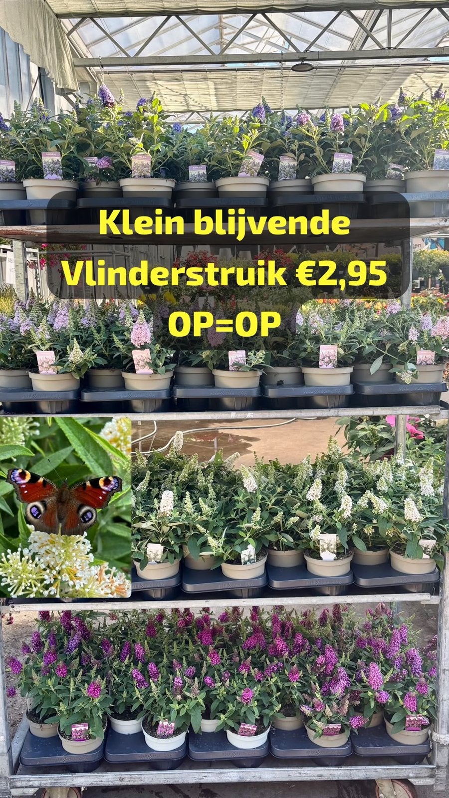 Goedkoope Tuinplanten Vaste planten, Ophalen, Volle zon, Vaste plant, Siergrassen