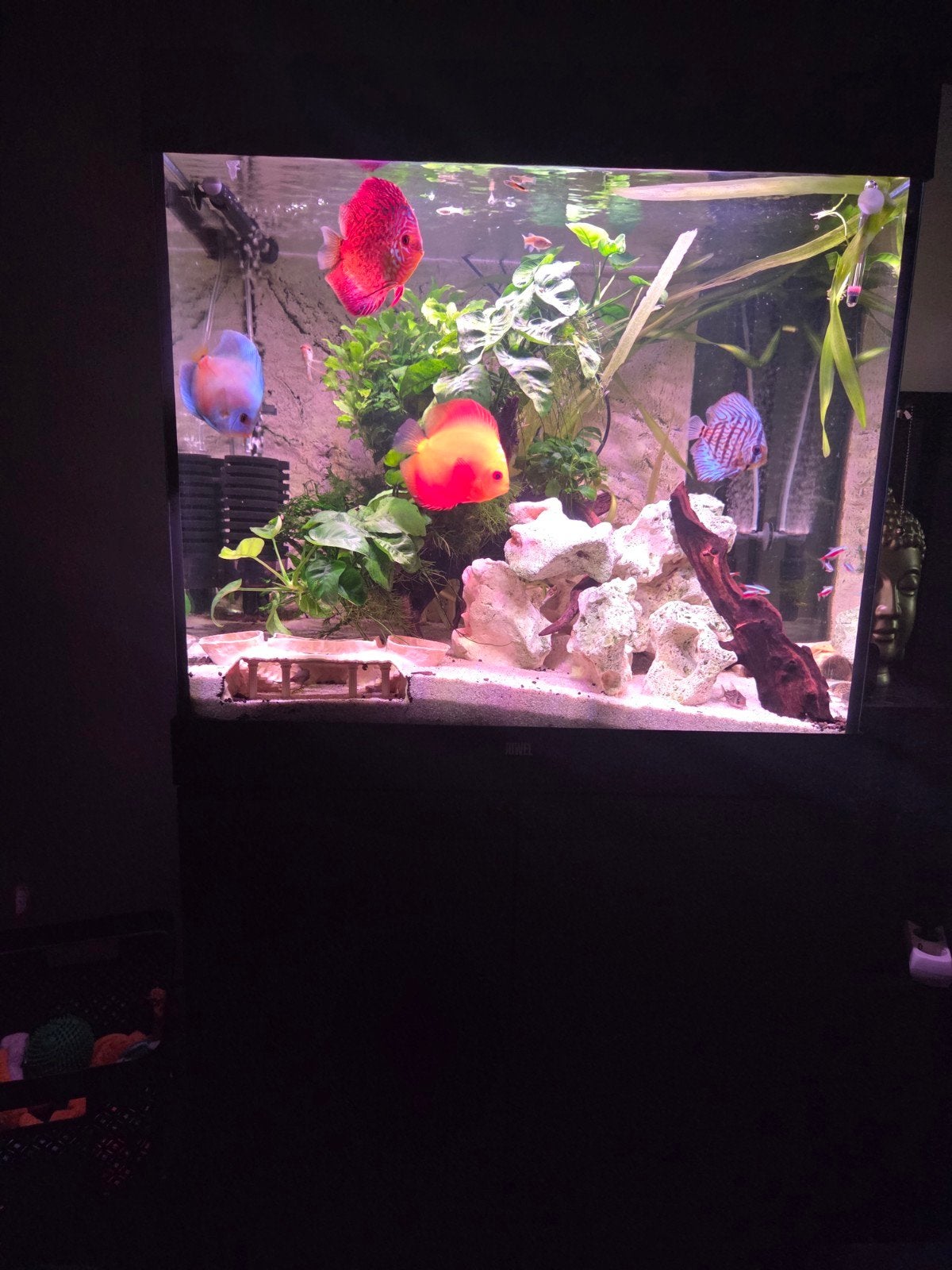 Juwel Aqarium  alleen compleet verkoop, Dieren en Toebehoren, Vissen | Aquaria en Toebehoren, Ophalen, Gebruikt, Gevuld zoetwateraquarium
