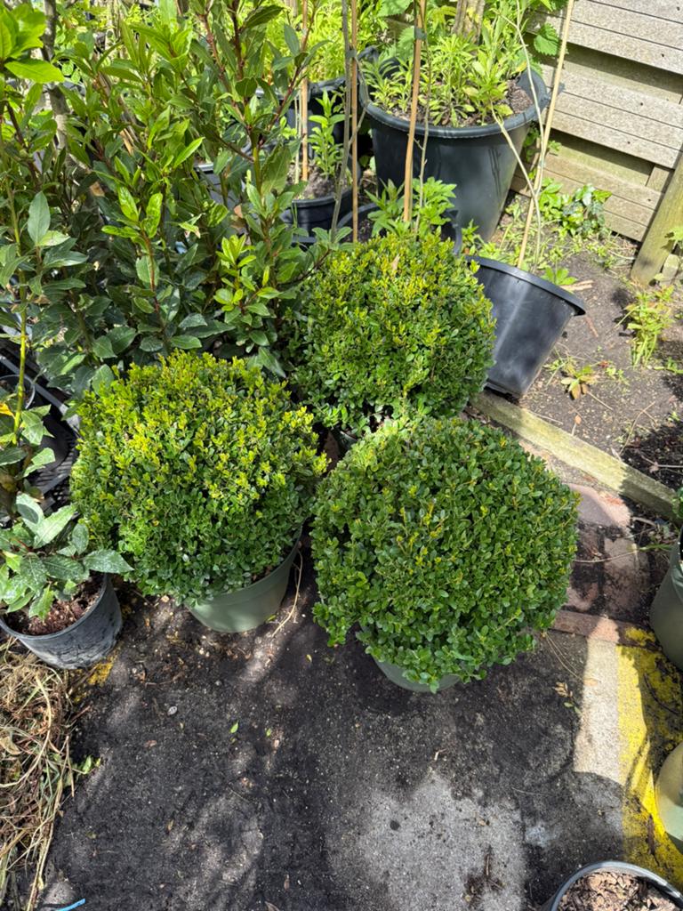 Ilex bollen 35 + zeer mooi  wordt niet opgegeten 29,50, Tuin en Terras, Planten | Tuinplanten, Vaste plant, Bloeit niet, Halfschaduw