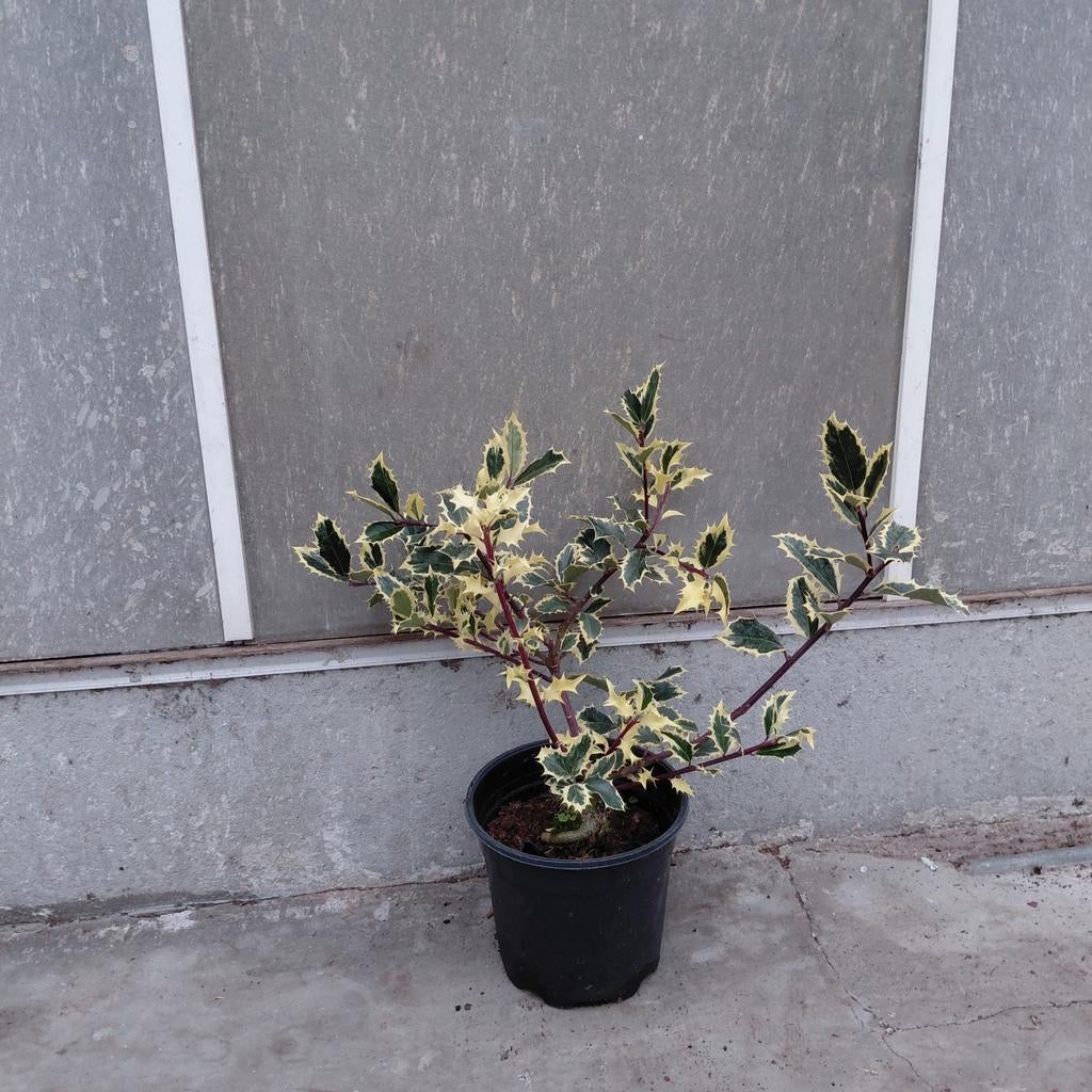 Bontbladige Hulst | Ilex Handsworth New Silver | Verzending!, Ophalen of Verzenden, Overige soorten, Halfschaduw