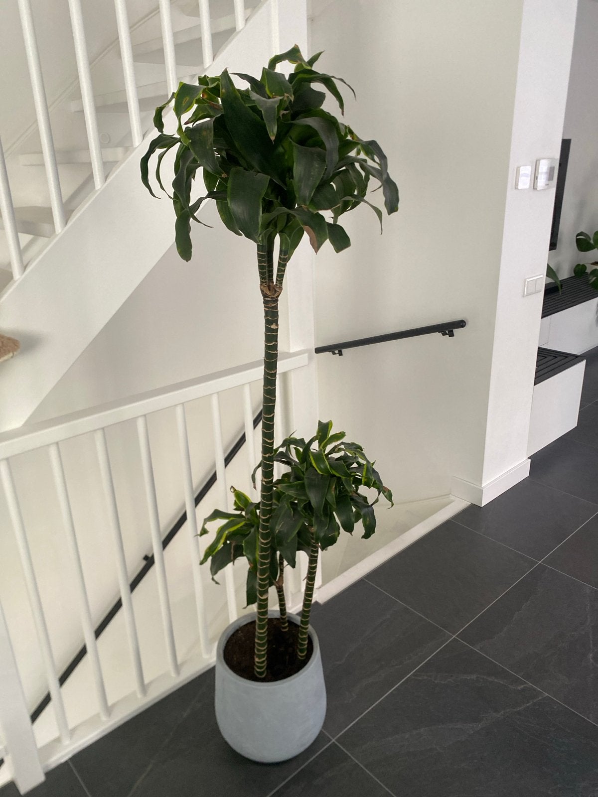 Grote Dracaena plant in pot, Ophalen, Overige soorten, Halfschaduw, In pot