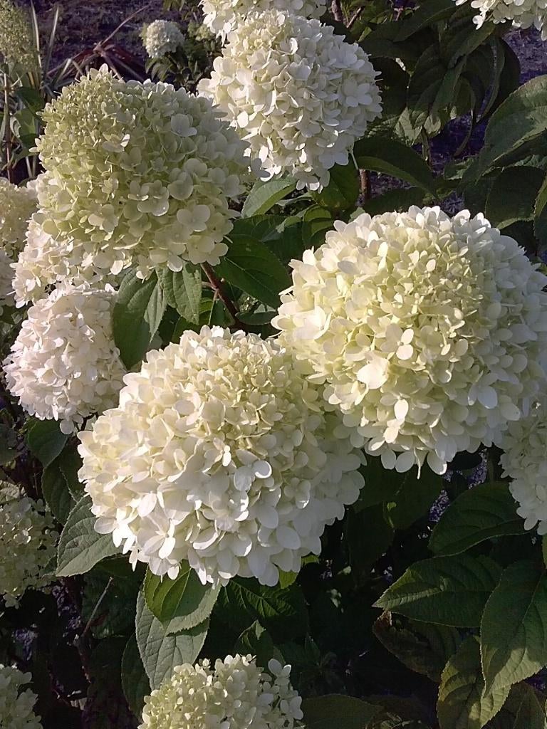 25 stuks hydrangea,s in 1 koop, Ophalen of Verzenden, Overige soorten, Minder dan 100 cm