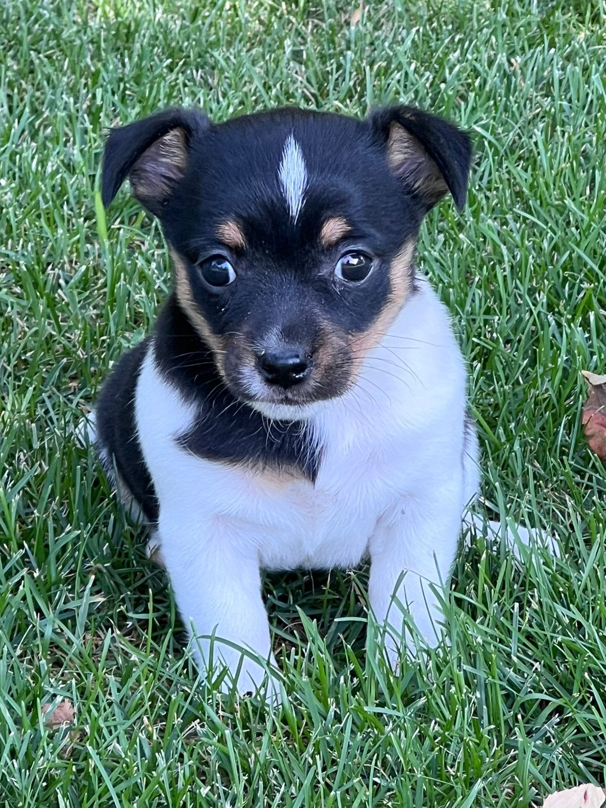 Jack russell pup, Parvo, Jack Russell Terriër, 8 tot 15 weken, Teef