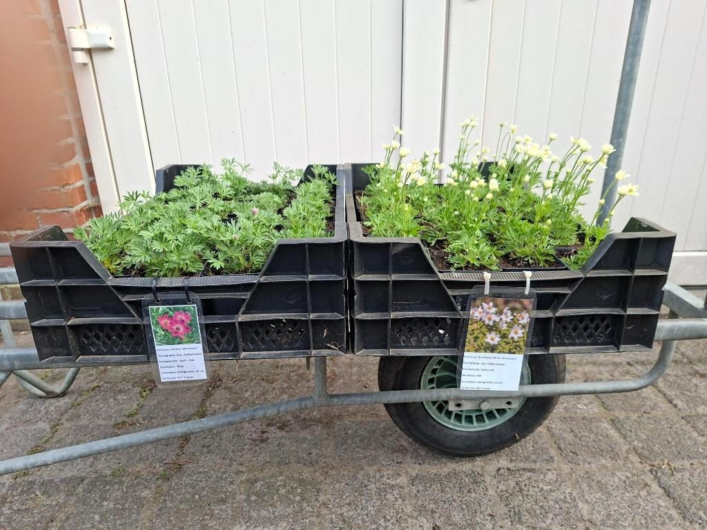 Mooie soorten Anemone multifida (Anemoon) in pot, Ophalen, Overige soorten, Halfschaduw
