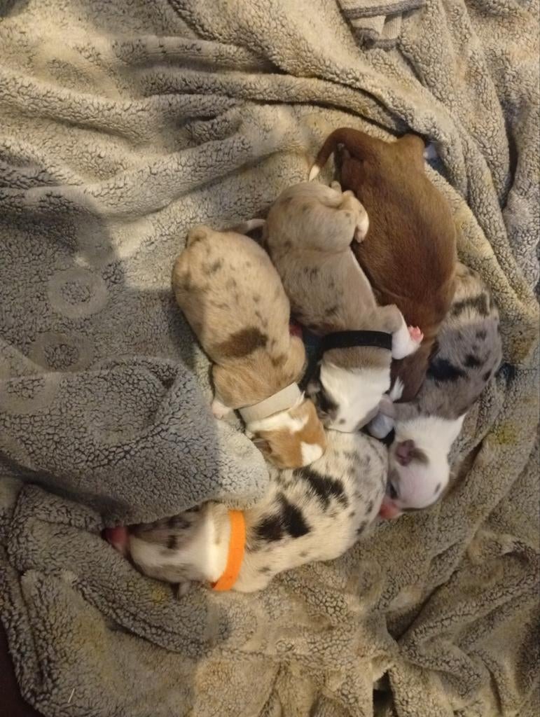 Prachtige corgi cardigan pups, Dieren en Toebehoren, Honden | Herdershonden en Veedrijvers, België, Particulier, 8 tot 15 weken