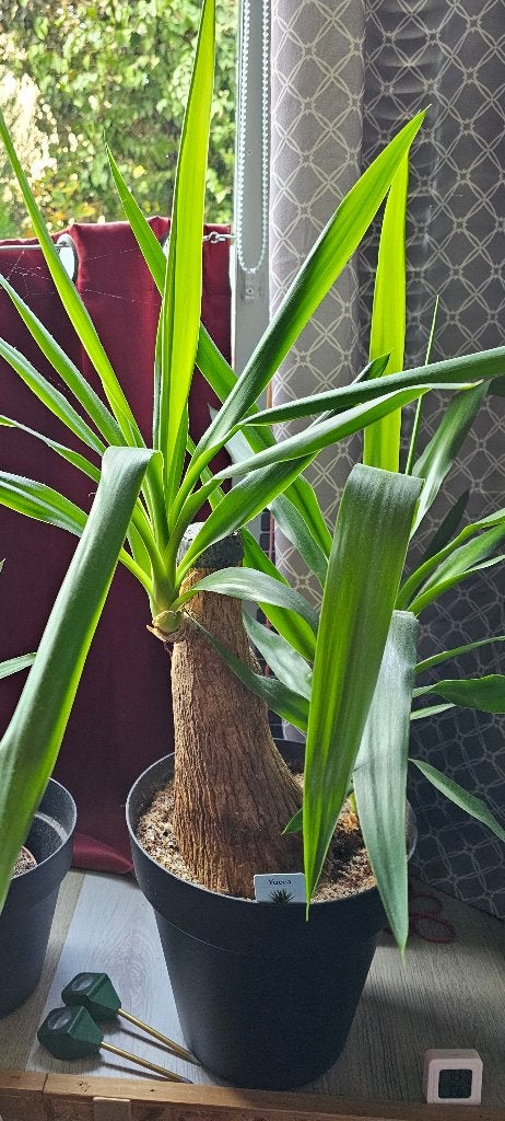Yucca  kamerplant soort olifantpoot, Ophalen, Vaste plant, Overige soorten, Halfschaduw