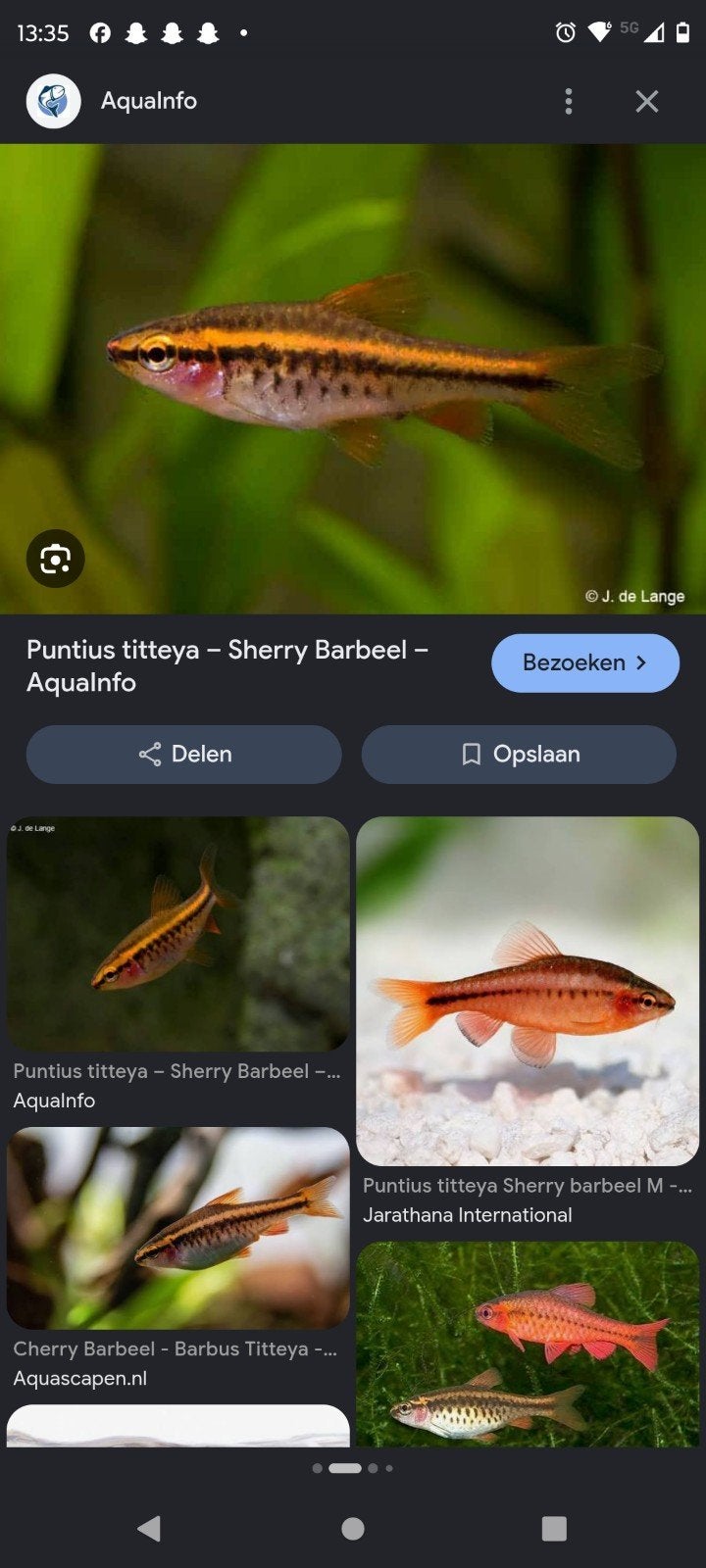 ik heb 2cherry barbelen die snel weg moeten voor maar 5 euro, Vis