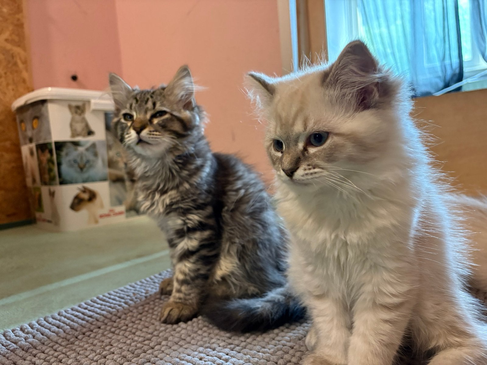 Ragdoll kittens., Dieren en Toebehoren, Meerdere dieren, Ontwormd, 0 tot 2 jaar