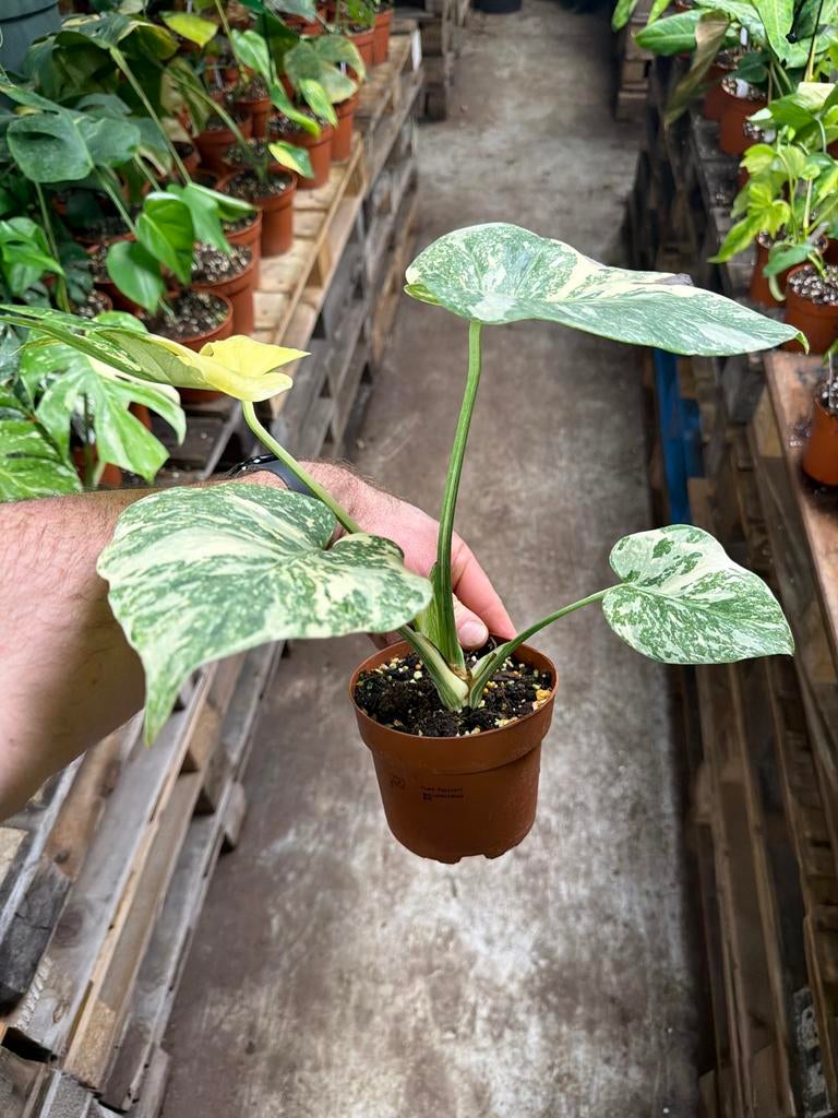 Monstera Deliciosa Crème Brulee - Pot 12, Ophalen of Verzenden
