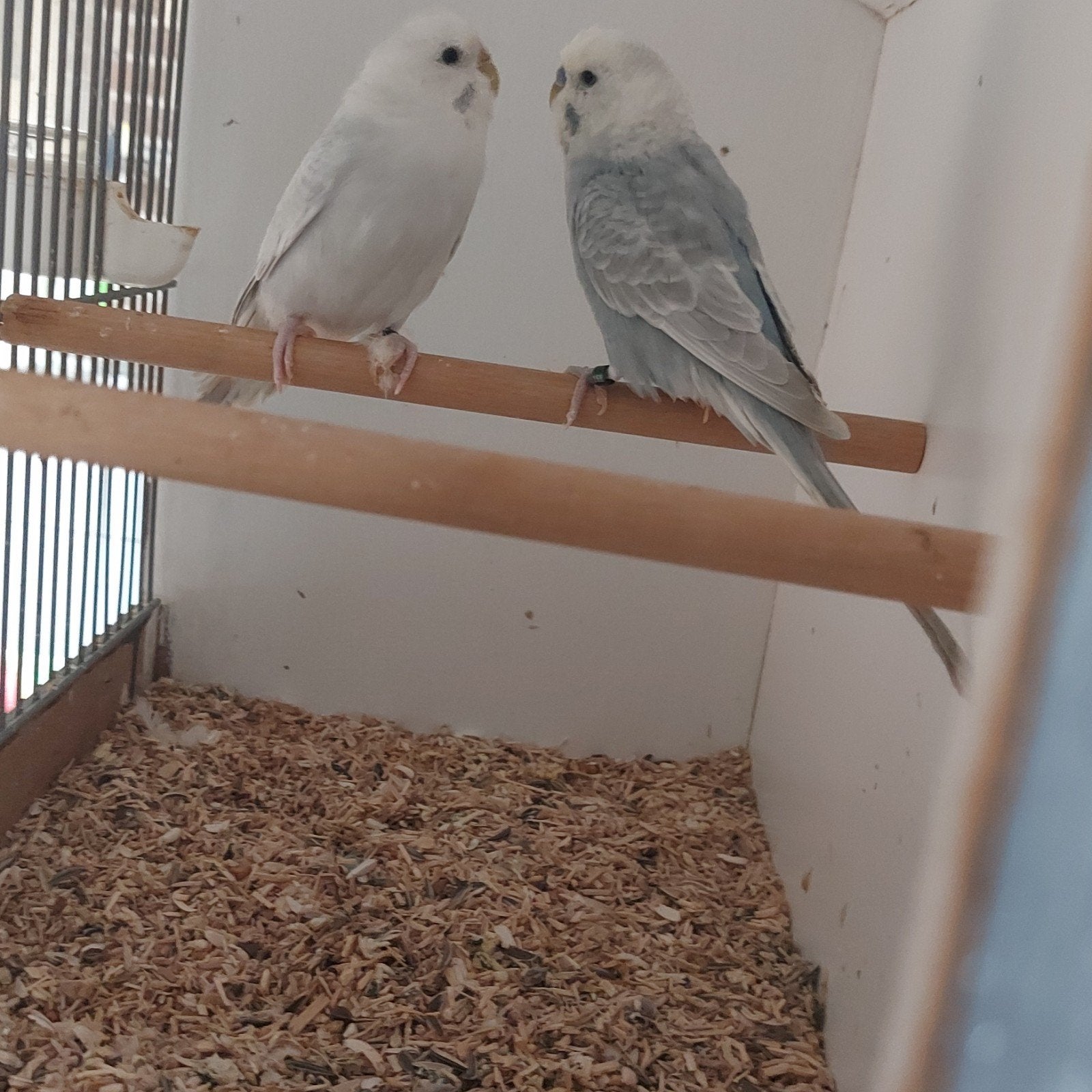 koppel grasparkietjes grijsvleugel witmasker, Dieren en Toebehoren, Vogels | Parkieten en Papegaaien, Meerdere dieren, Parkiet