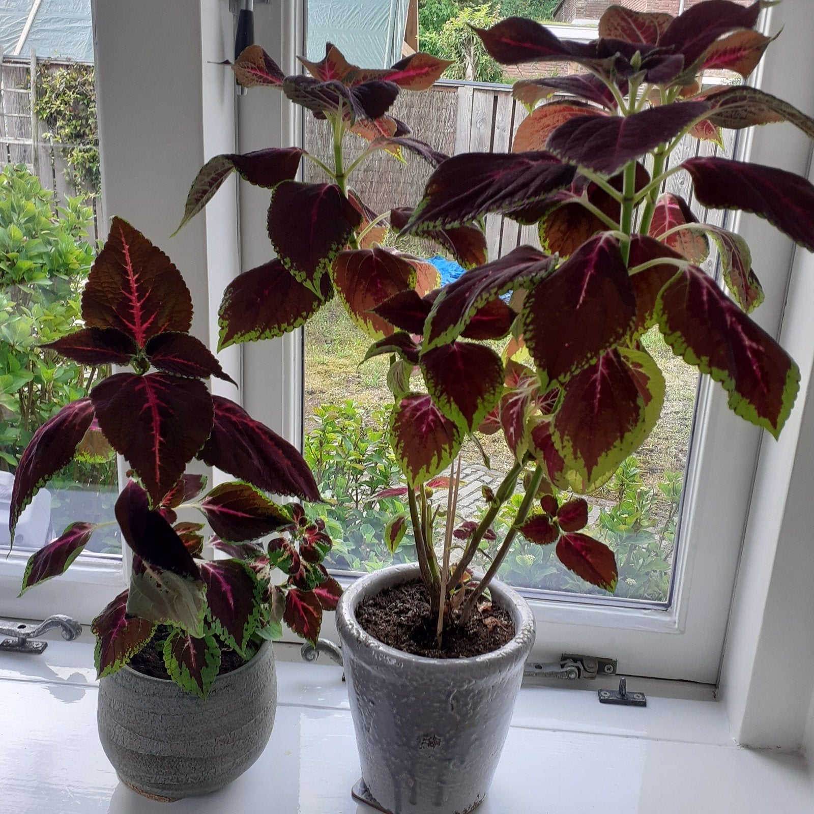 Coleus Blumei: Prachtige kamerplanten met rood/groen blad, Ophalen of Verzenden