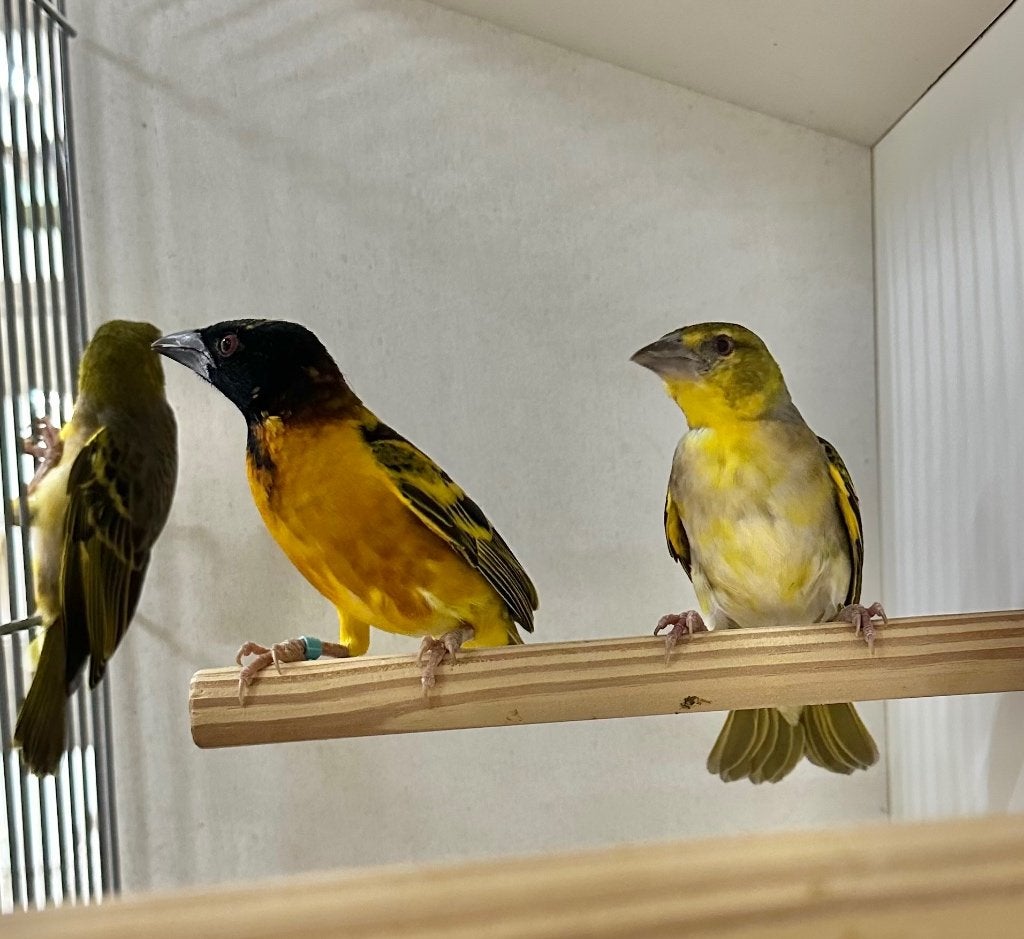 Textor wevers, Dieren en Toebehoren, Vogels | Overige Vogels, Meerdere dieren