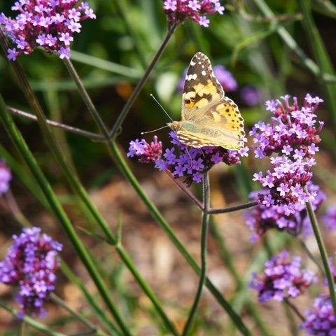 Verbena (ijzerhard) aangeboden, Tuin en Terras, Bloembollen en Zaden, Volle zon, Ophalen