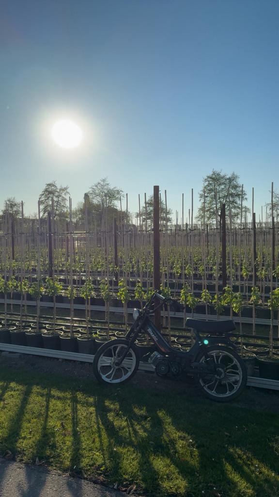 Waardepeiling tomos A52, Fietsen en Brommers, Brommers | Tomos, Gebruikt, Standard, Ophalen