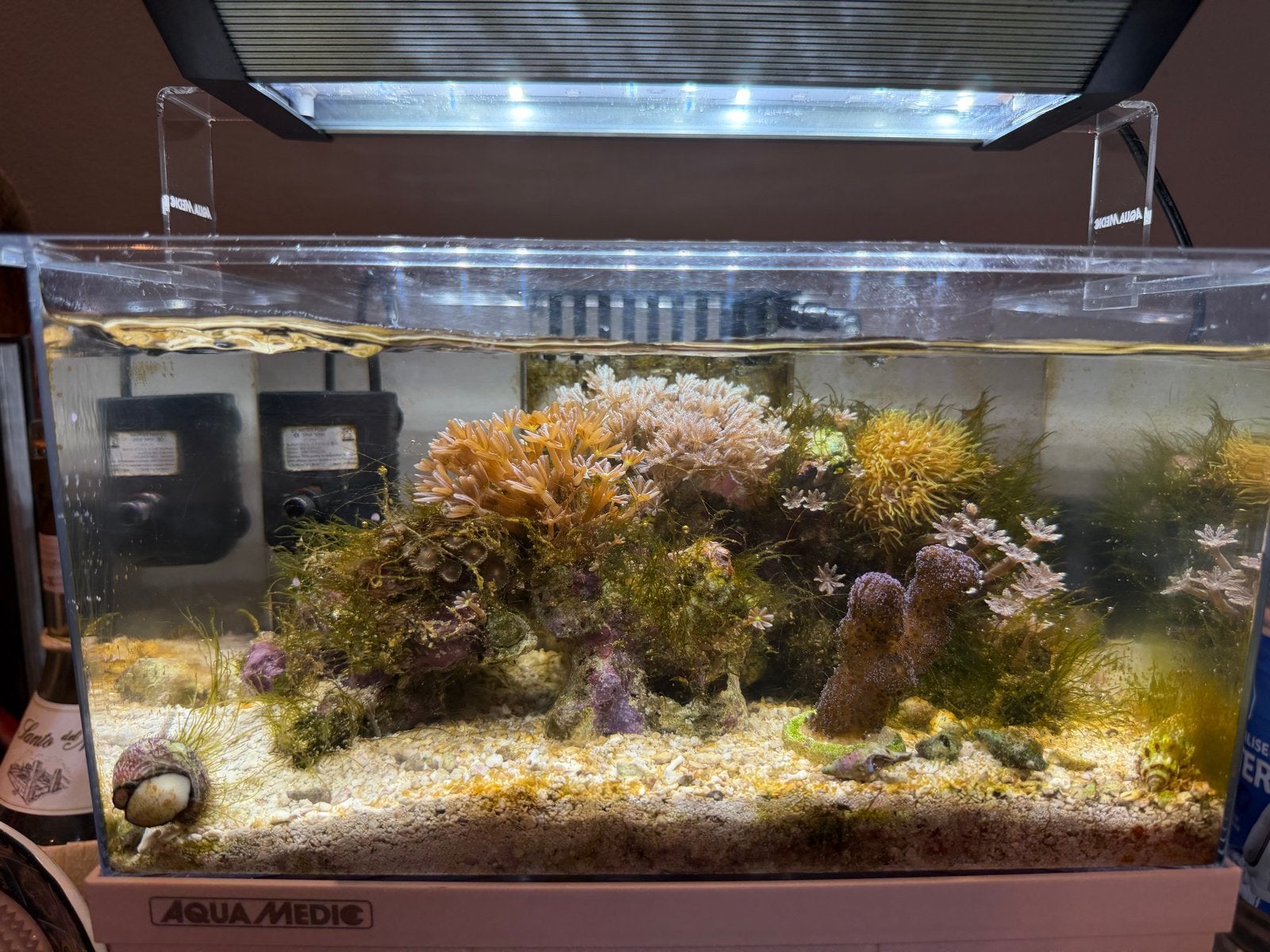 Nano Zeewater aquarium, Ophalen, Gevuld zeewateraquarium, Gebruikt, Inclusief toebehoren