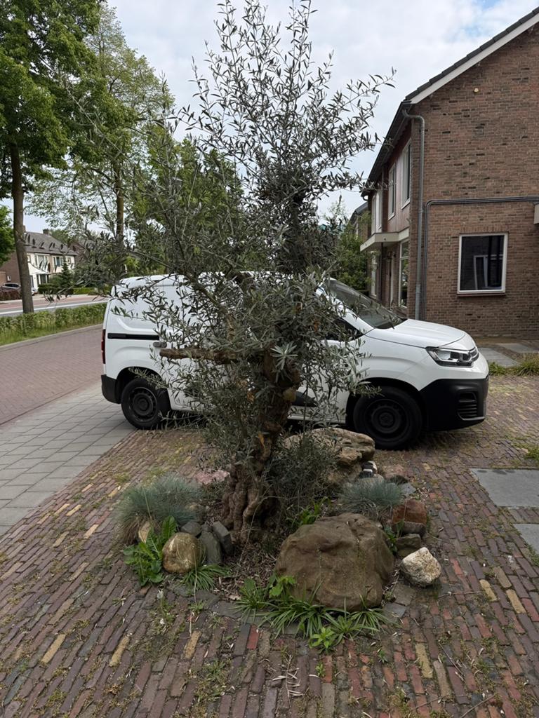 Gratis olijfboom zelf weghalen!, Bloeit niet, 100 tot 250 cm, Olijfboom, Ophalen